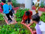 Tham quan, khám phá vườn rau